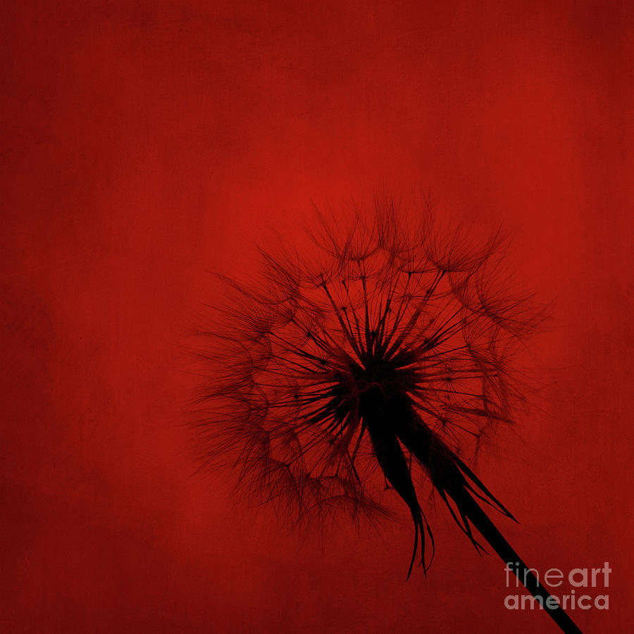 Dandelion silhouette on red textured background Digital Art by Jelena Jovanovic