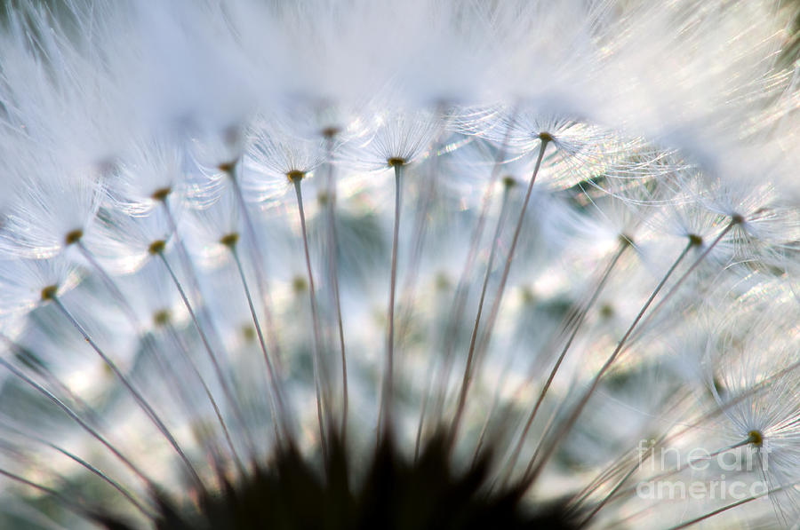 Nature Photograph - Dandelion by Silke Magino