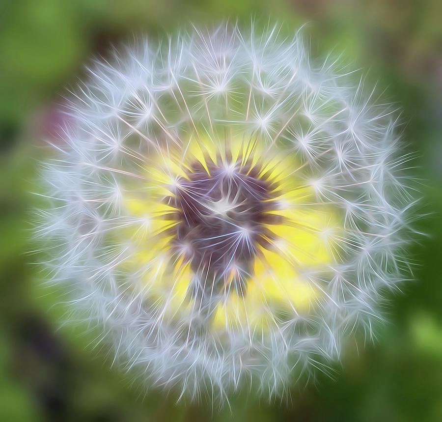 Dandelion Soft Square Photograph by Terry DeLuco