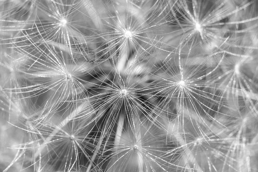 Dandelion Sparkles Black and White Photograph by Terry DeLuco