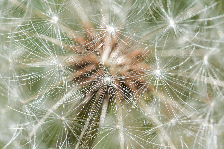 Abstract Photograph - Dandelion Sparkles by Terry DeLuco