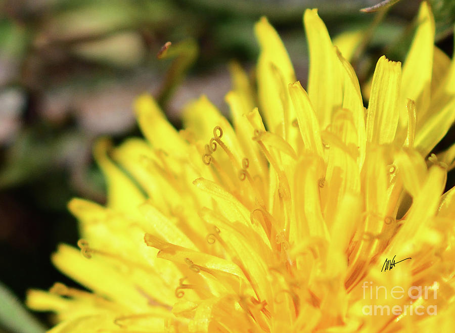 Dandelion - Springtime Series Photograph by Mark Valentine
