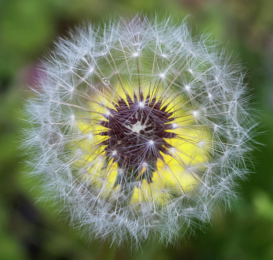 Dandelion Square  Photograph by Terry DeLuco