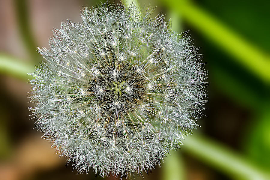 Dandelion stack Photograph by Zack L - Fine Art America