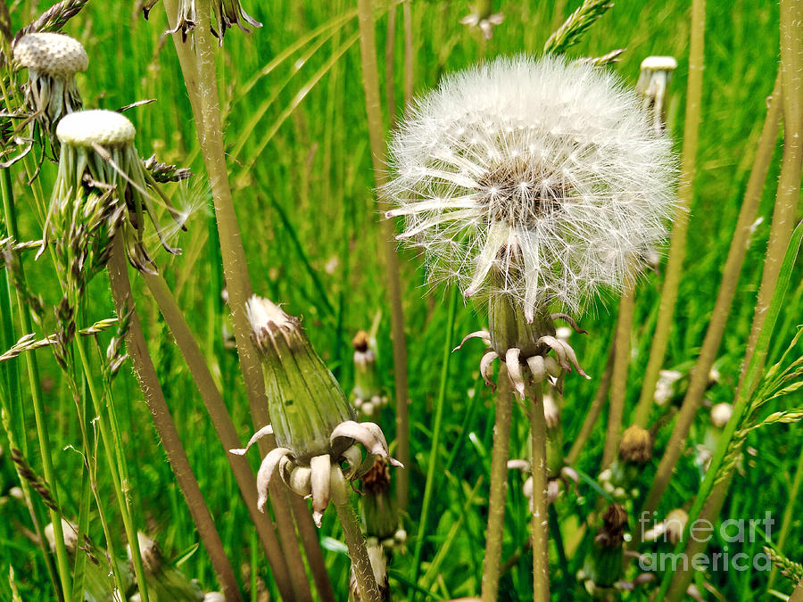 Dandelion Stages Photograph by Robert Knight