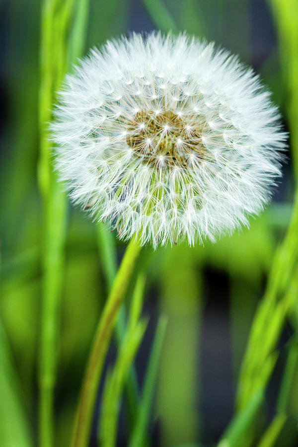 Dandelion Stem in Green Grass Photograph by Teri Virbickis