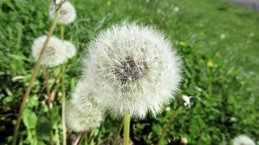 Dandelion Painting by Stephanie P Wyrick