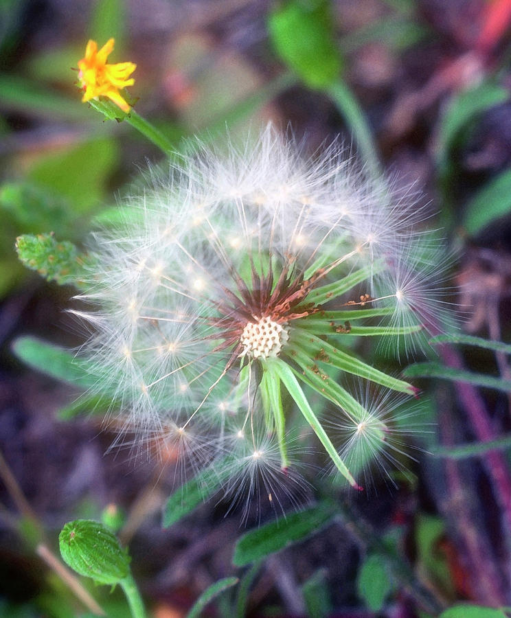 Dandelion Photograph by Stephen Anderson