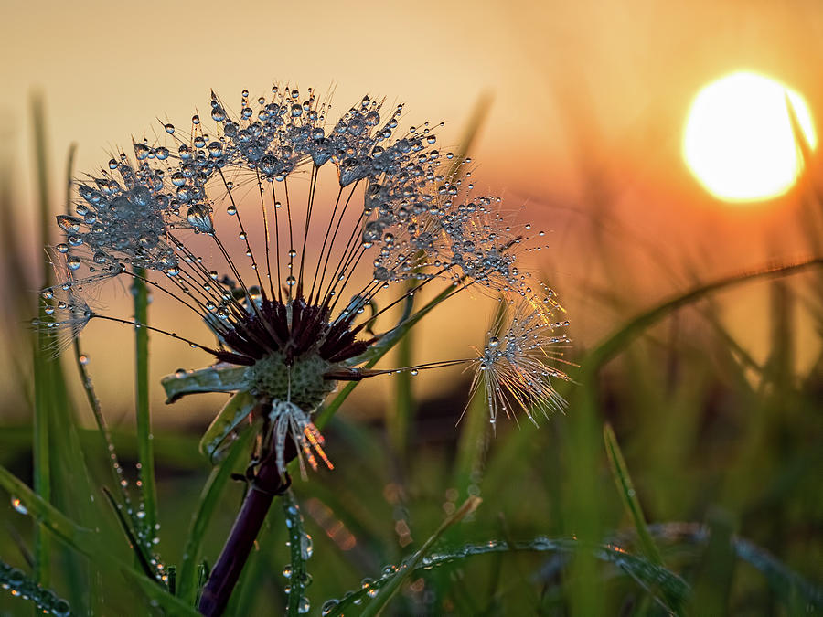 Dandelion Sunset 2 Photograph by Brad Boland