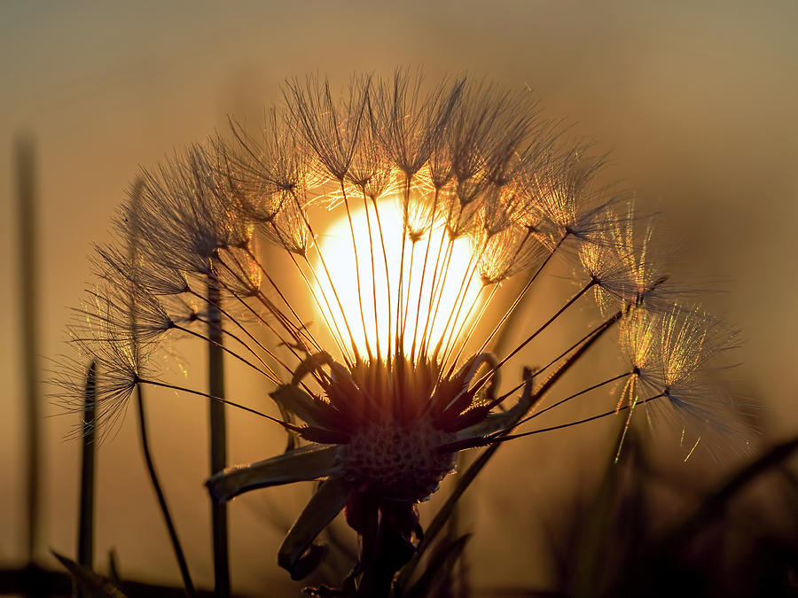 Dandelion Sunset Photograph