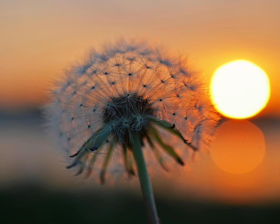 Dandelion Sunset Collins Cove Photograph by Toby McGuire