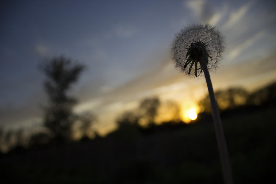 Sunset Photograph - Dandelion Sunset by Tracey Rees