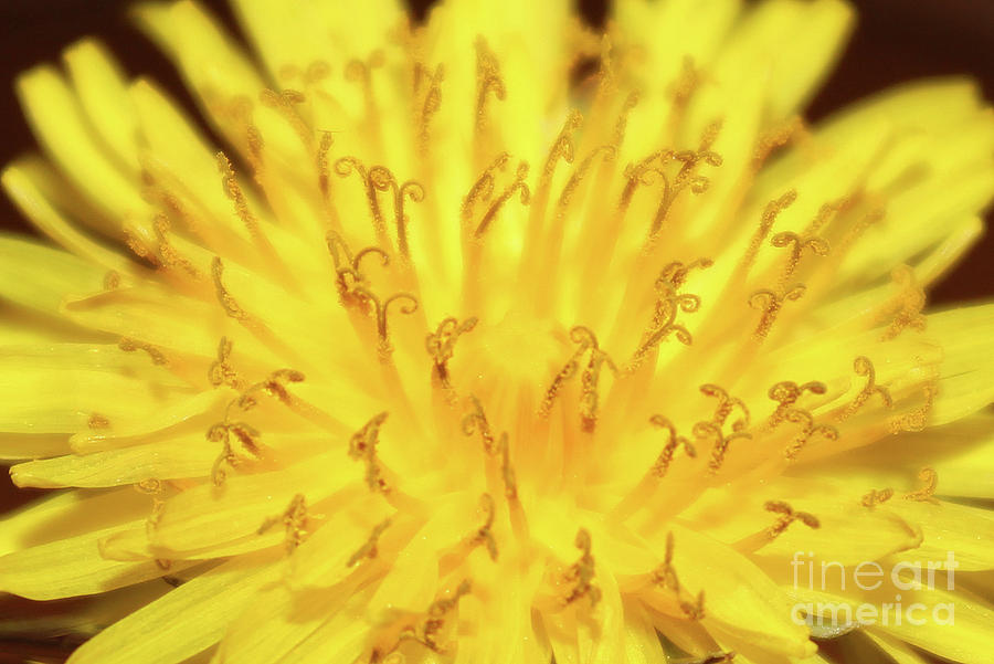 Dandelion Swirls Photograph By Rachel Guess - Fine Art America