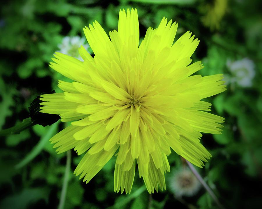 Dandelion Symmetry Photograph by Lora Fisher