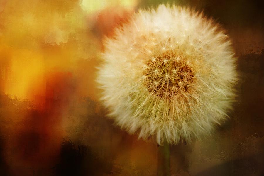 Dandelion Textures Photograph by Alice Gipson