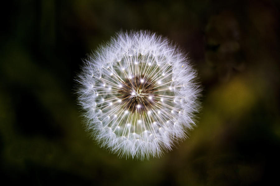 Dandelion Photograph by Tom Singleton