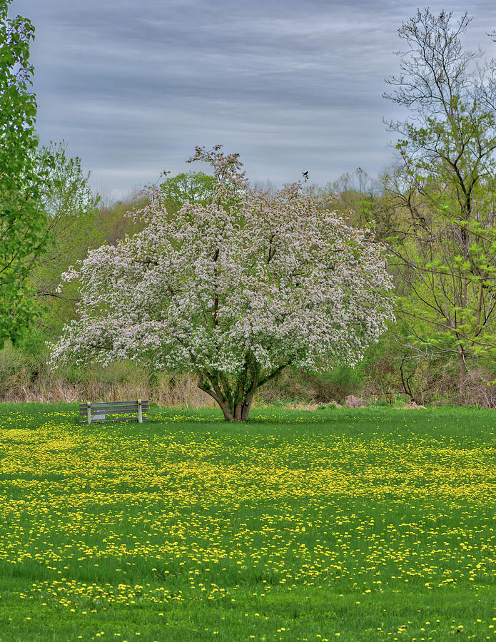 Dandelion Tree Photograph by Steve Schaum