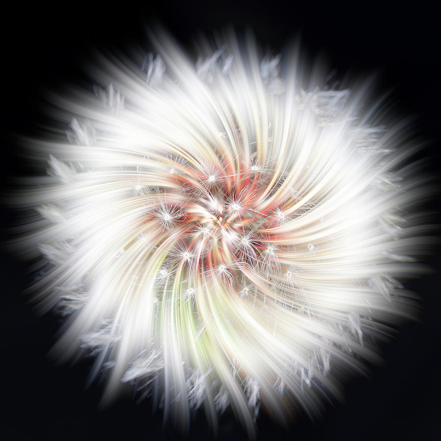 Dandelion Twirl Photograph by Richard Macquade