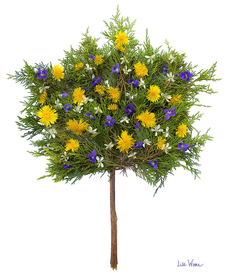 Dandelion Violet Tree Photograph by Lise Winne Dandelion Violet Tree Photograph by Lise Winne