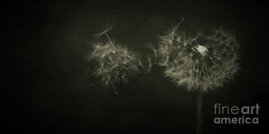 Dandelion Waltz Part three Photograph by Priska Wettstein