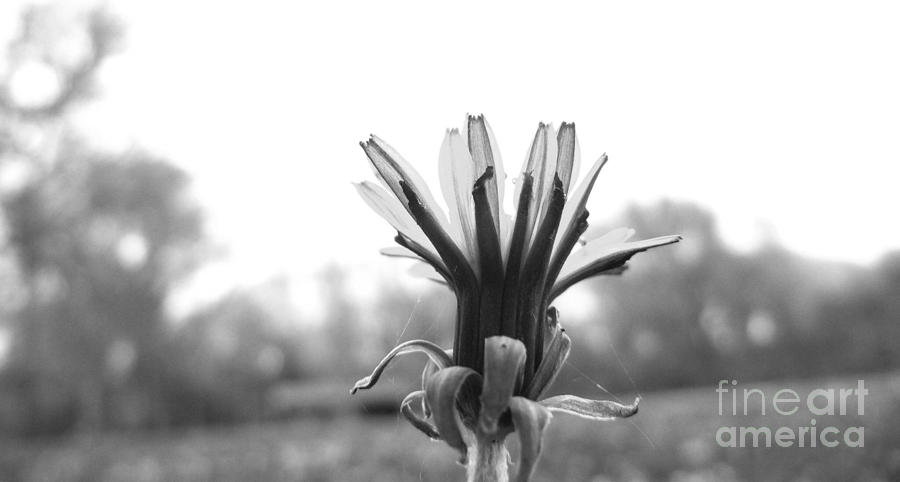 Dandelion Web Photograph