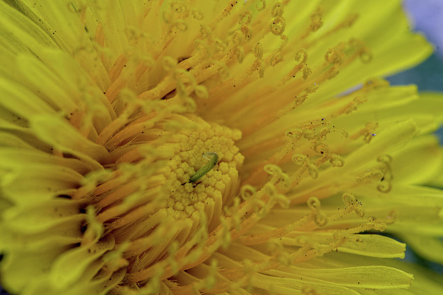 Dandelion Wild Flower Photograph by Agustin Uzarraga