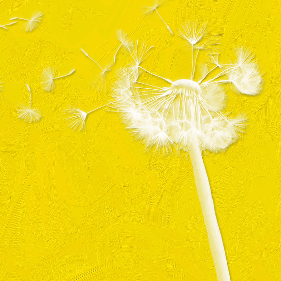 Dandelion Wish 1 Digital Art by Bonnie Bruno