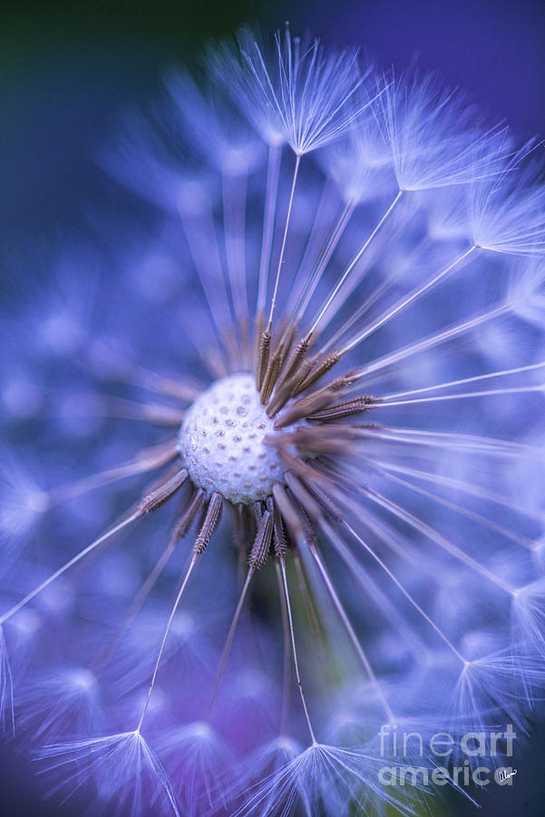 Dandelion Wish Purple Photograph