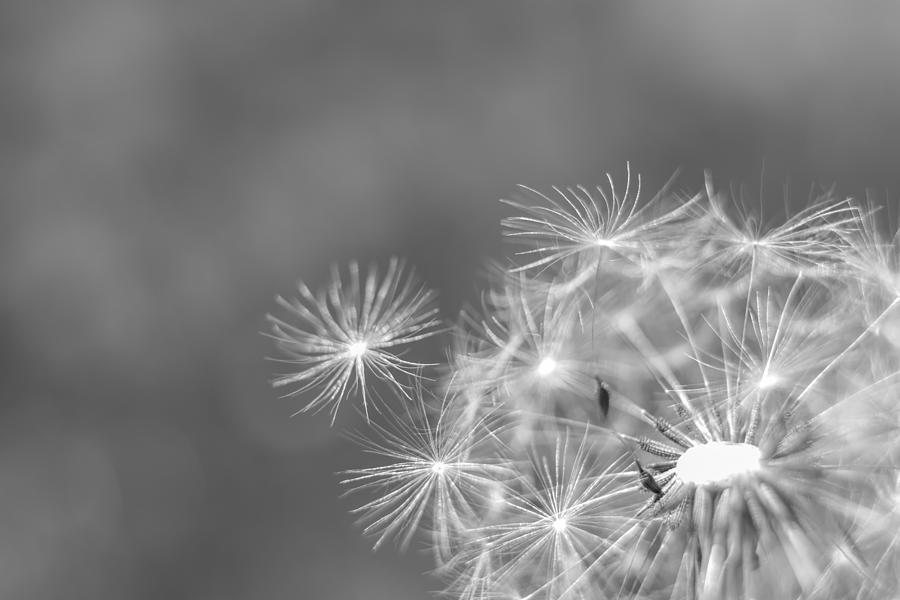 Dandelion Wishes Black and White Photograph by Terry DeLuco