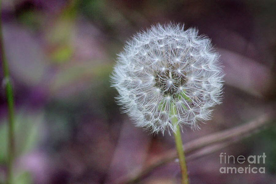 Dandelion Wishes Photograph by Karen Adams