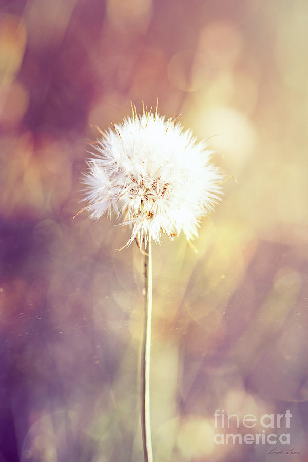 Dandelion Wishes Photograph by Linda Lees