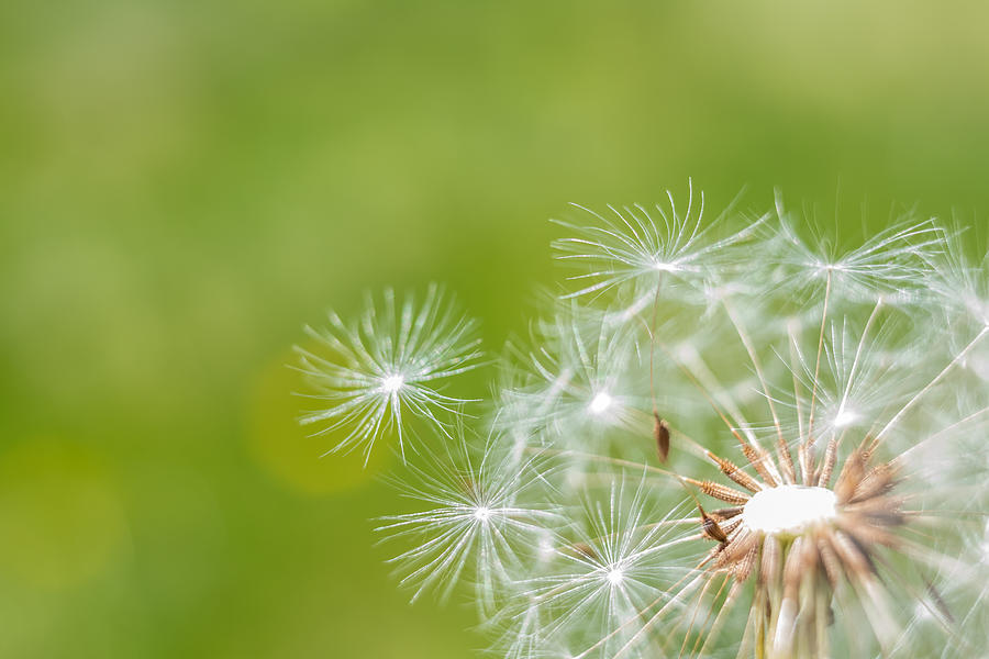 Dandelion Wishes  Photograph by Terry DeLuco