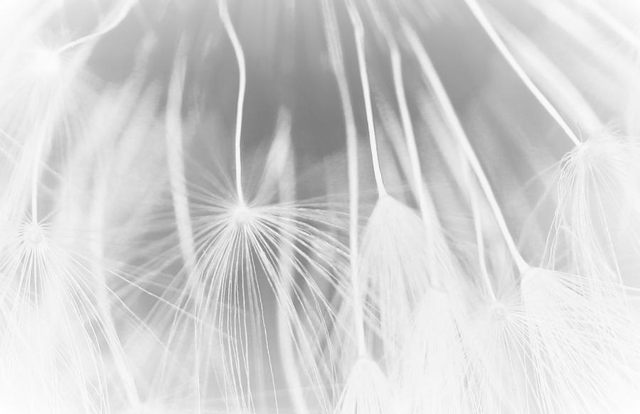 Dandelion Wishes Photograph by The Art Of Marilyn Ridoutt-Greene