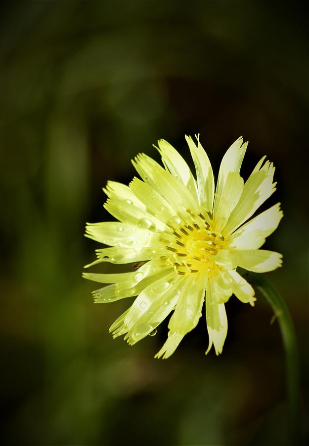 Dandelion With Dew Photograph by Warren Thompson
