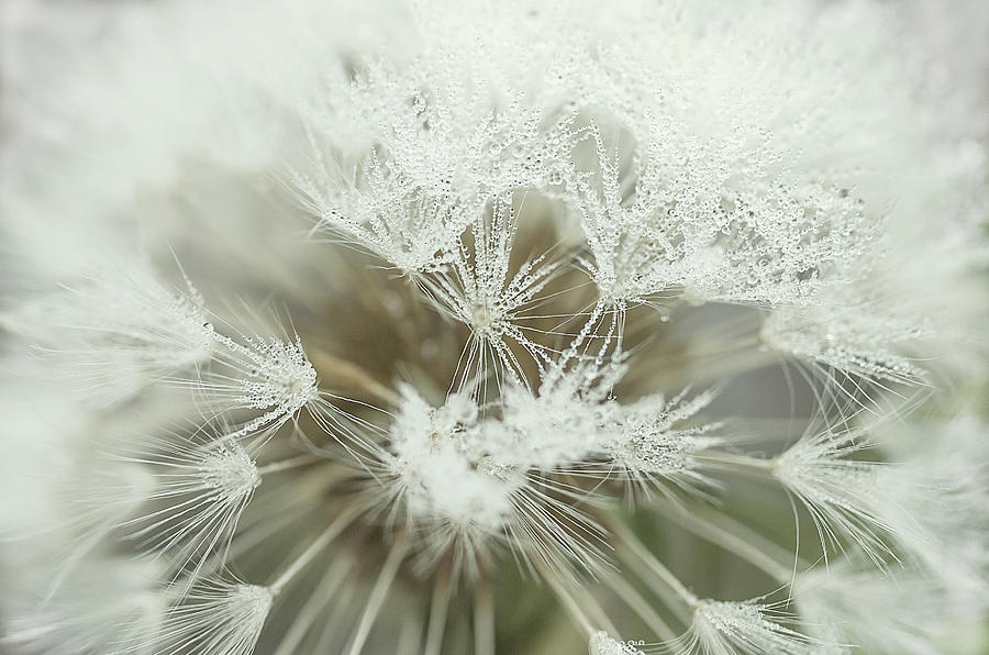 Dandelion with droplets I Photograph by Paulo Goncalves