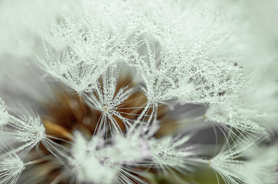 Dandelion with droplets II Photograph by Paulo Goncalves