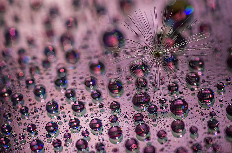 Dandelion with droplets III Photograph by Paulo Goncalves