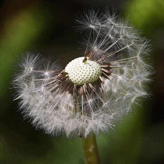Dandelion.
going To Seed Photograph by James Threadingham