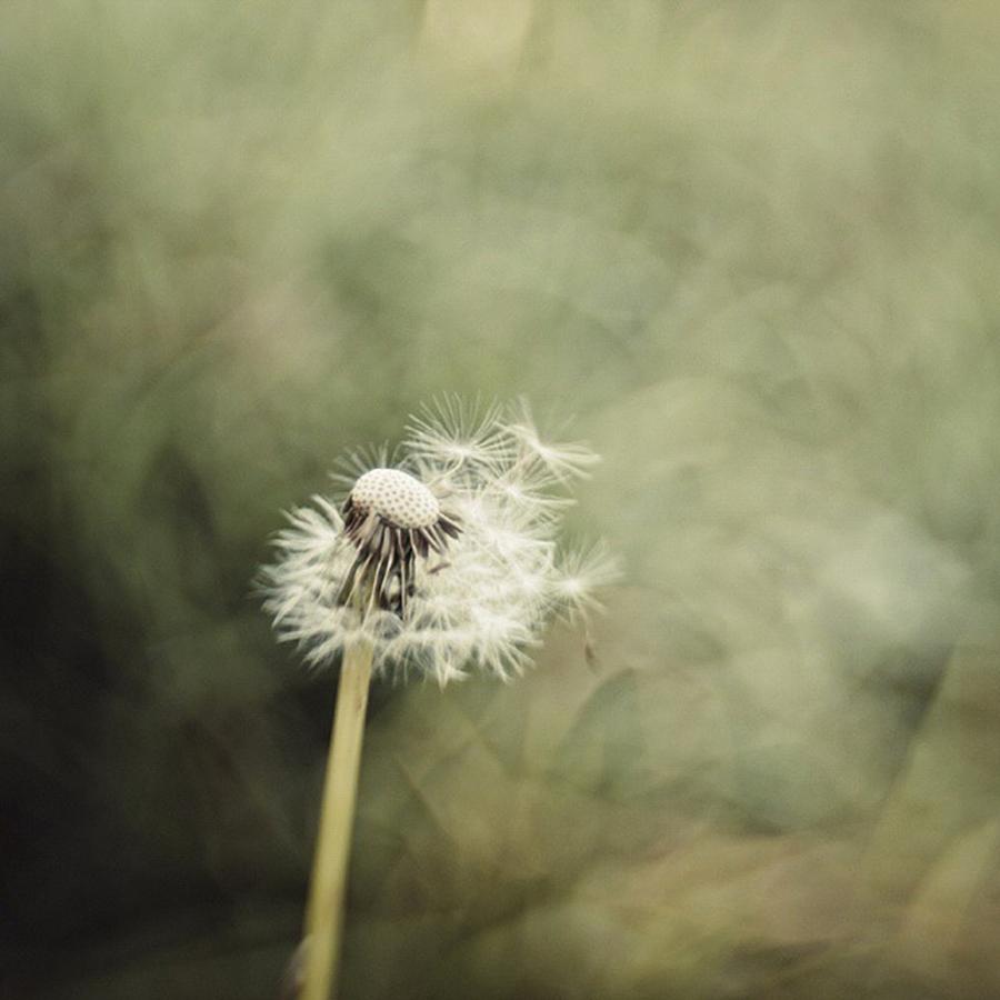 Flowers Still Life Photograph - Dandelion

#lensbaby #composerpro by Mandy Tabatt