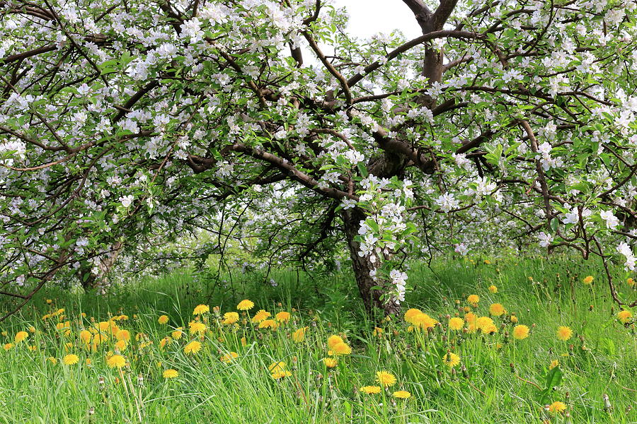 Dandelions and apple blossoms Photograph by Gary Corbett
