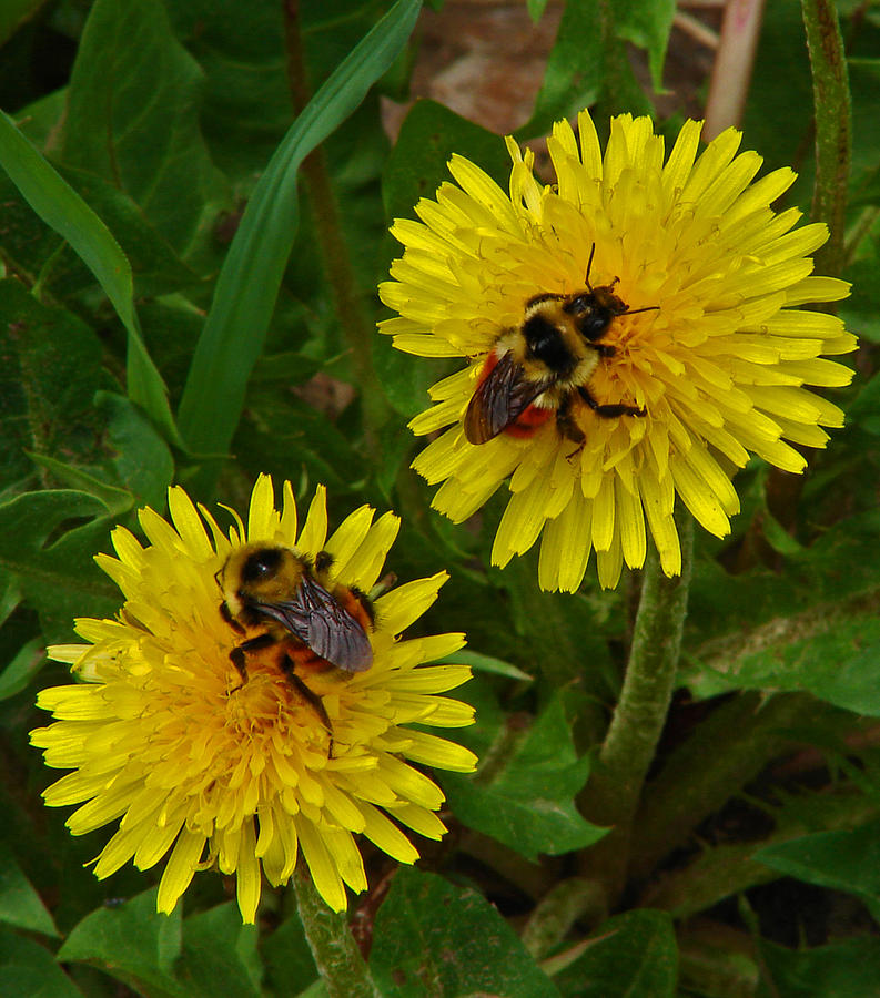 Dandelions and Bees Photograph by Heather Coen Fine Art America