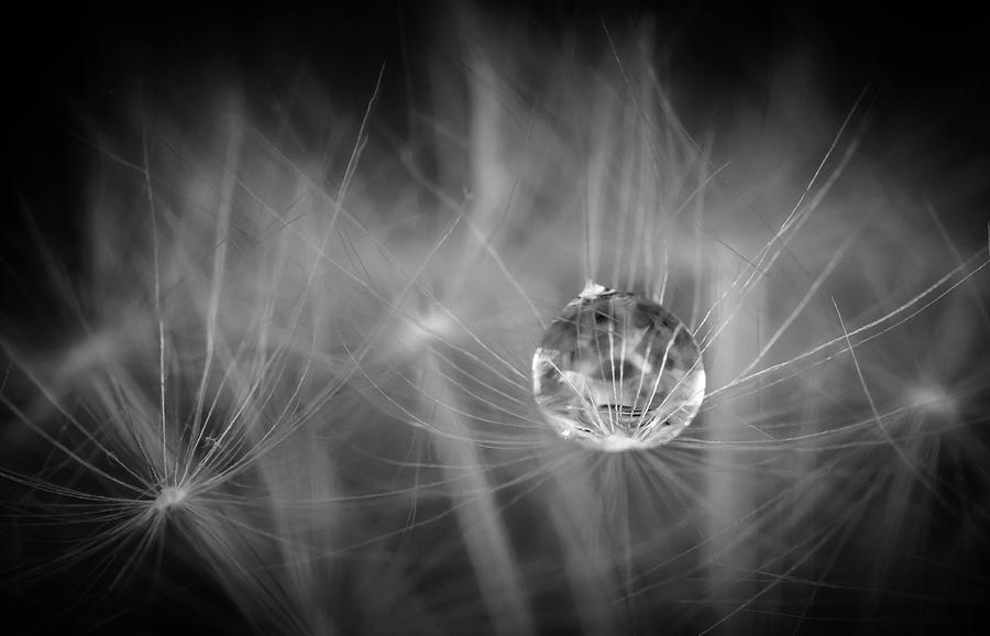 Black And White Photograph - Dandelions ARE Good For Something by Tracy Munson