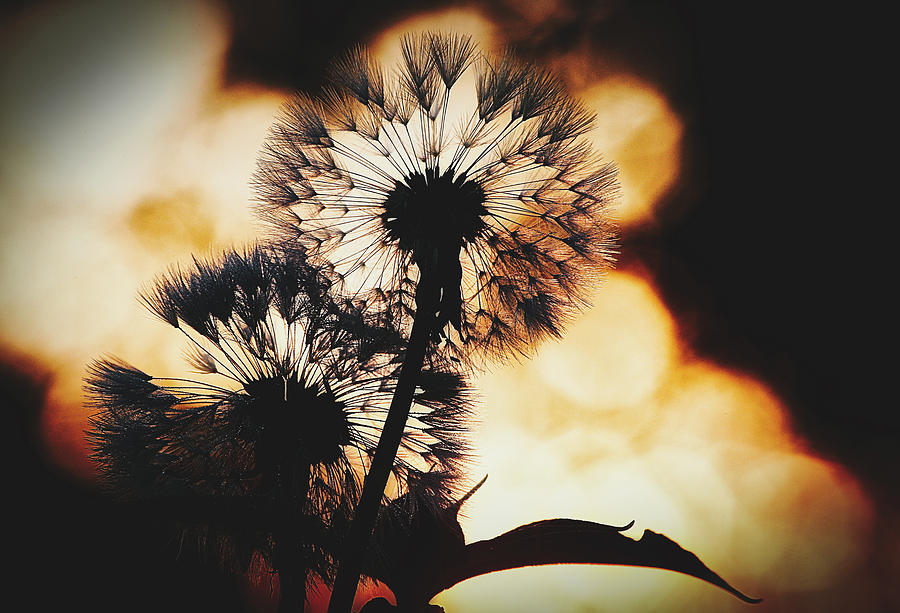 Dandelions At Sunset Photograph by Mountain Dreams