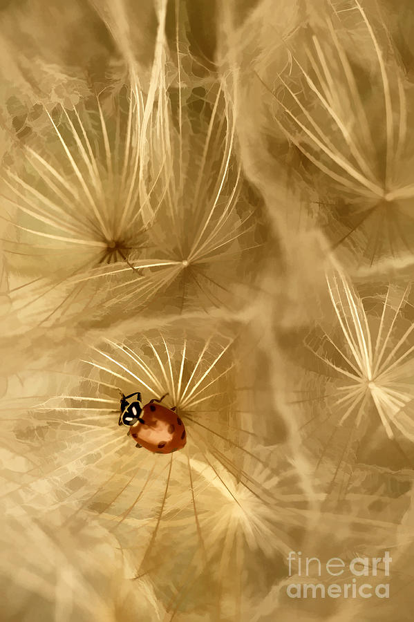 Dandelions Fairy Tales IV Photograph by Iris Greenwell
