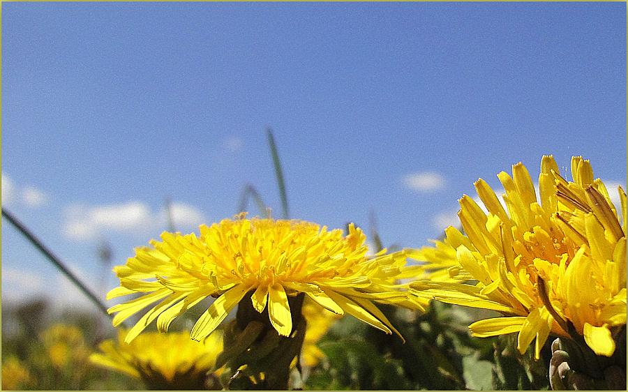 Dandelions Photograph by Halina Nechyporuk - Fine Art America