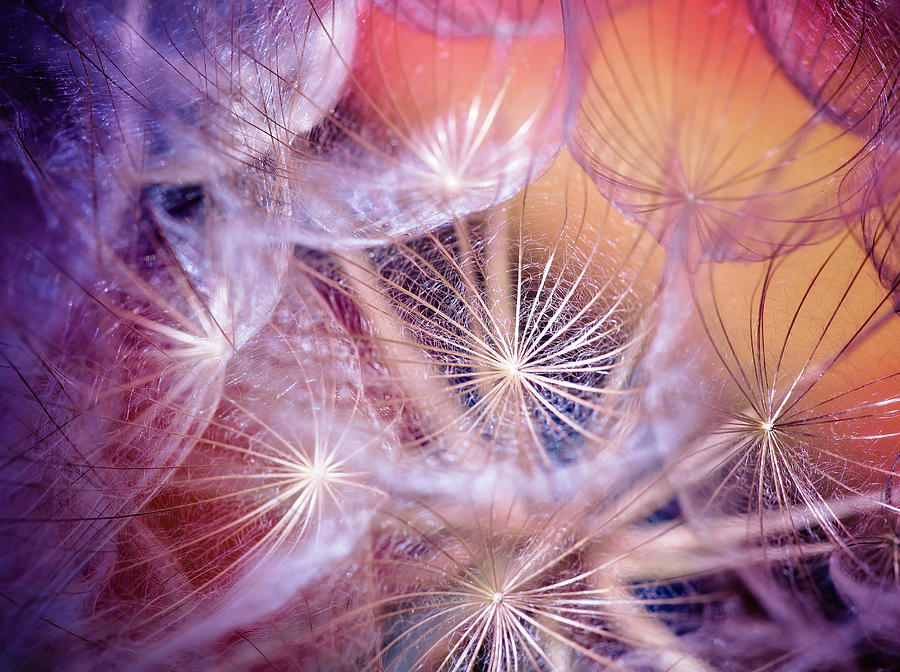 Dandelions in Pink Photograph by Iris Greenwell