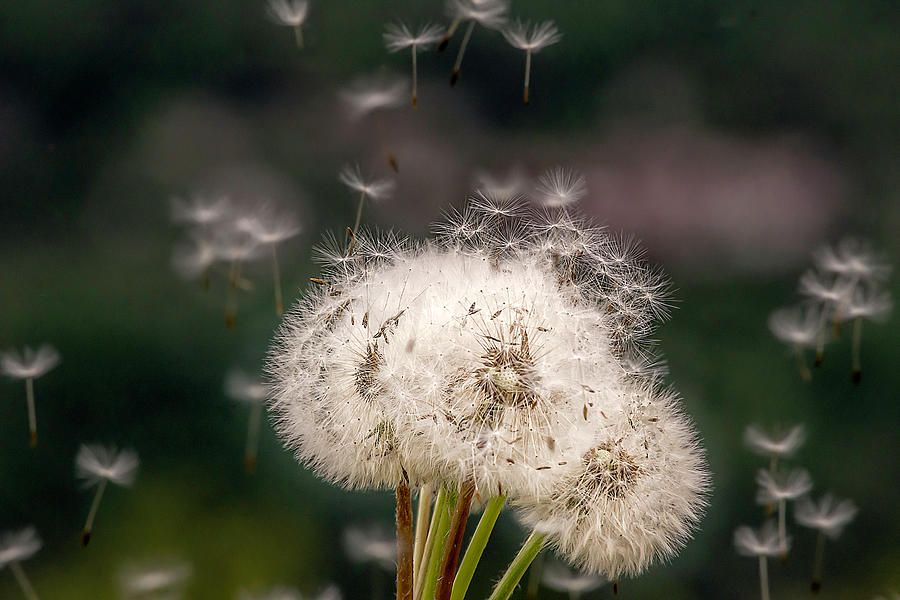 Dandelions in the wind Photograph by Wolfgang Stocker
