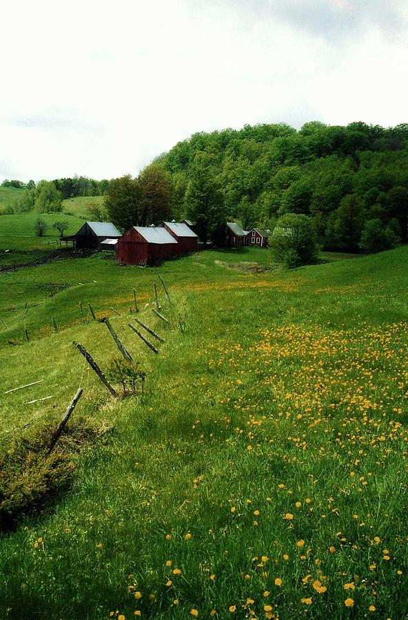 Dandelions in Vermont Photograph by John Scates