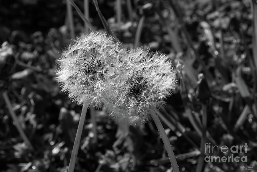 Dandelions Leaning Together Grayscale Photograph by Jennifer White