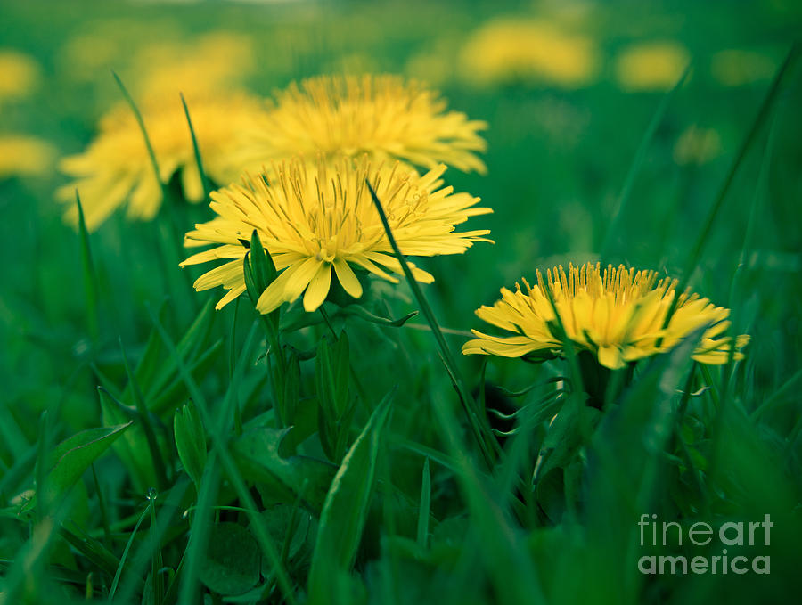 Dandelions Photograph by Susan Garver Dandelions Photograph by Susan Garver